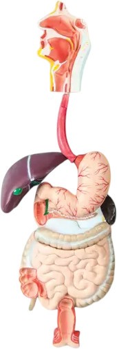 3D     - 