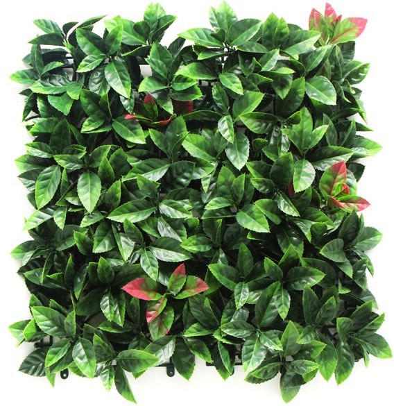     My Garden Photinia CCGA008 - 50 x 50 cm - 