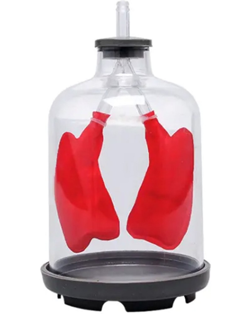 ��������������� ����� �� ��� ���� Gelsonlab - 