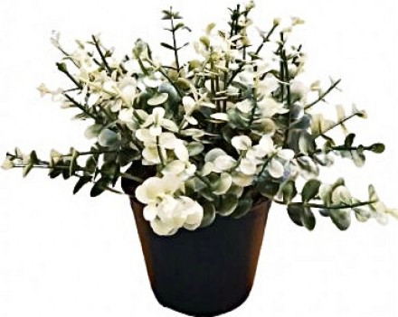 Декоративен евкалипт в саксия My Garden Декоративен евкалипт в саксия My Garden - 17 cm -