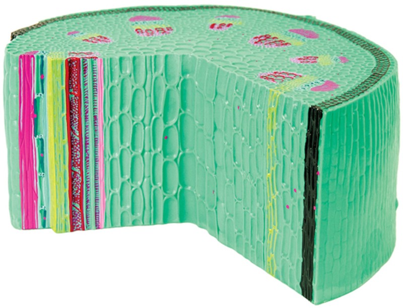 3D       - 
