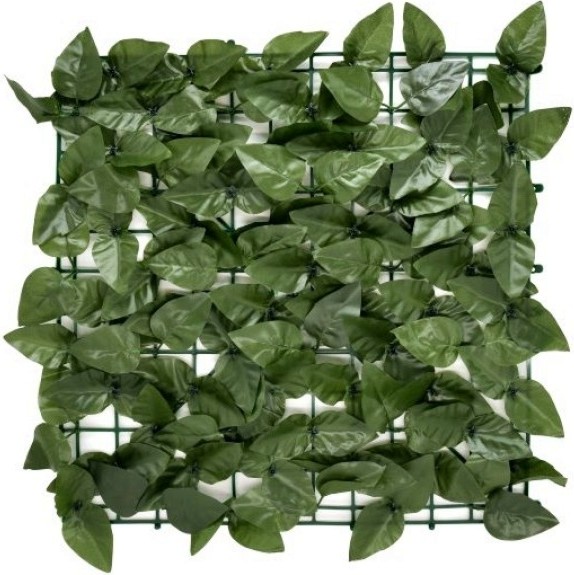    My Garden Laurel CCGA054 - 