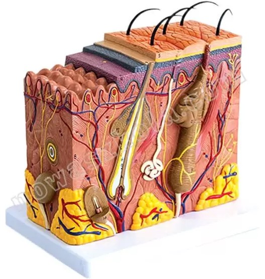 ����� �� ������� ���� - 11.5 / 22 / 21 cm - 