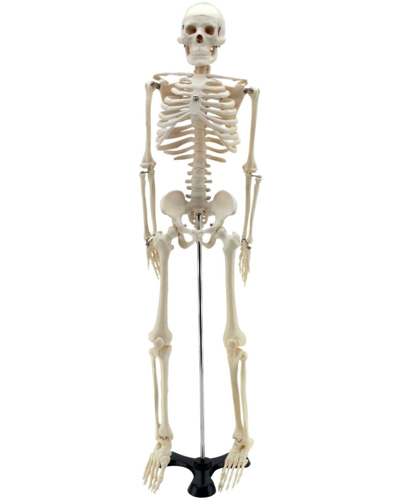      - 85 cm - 