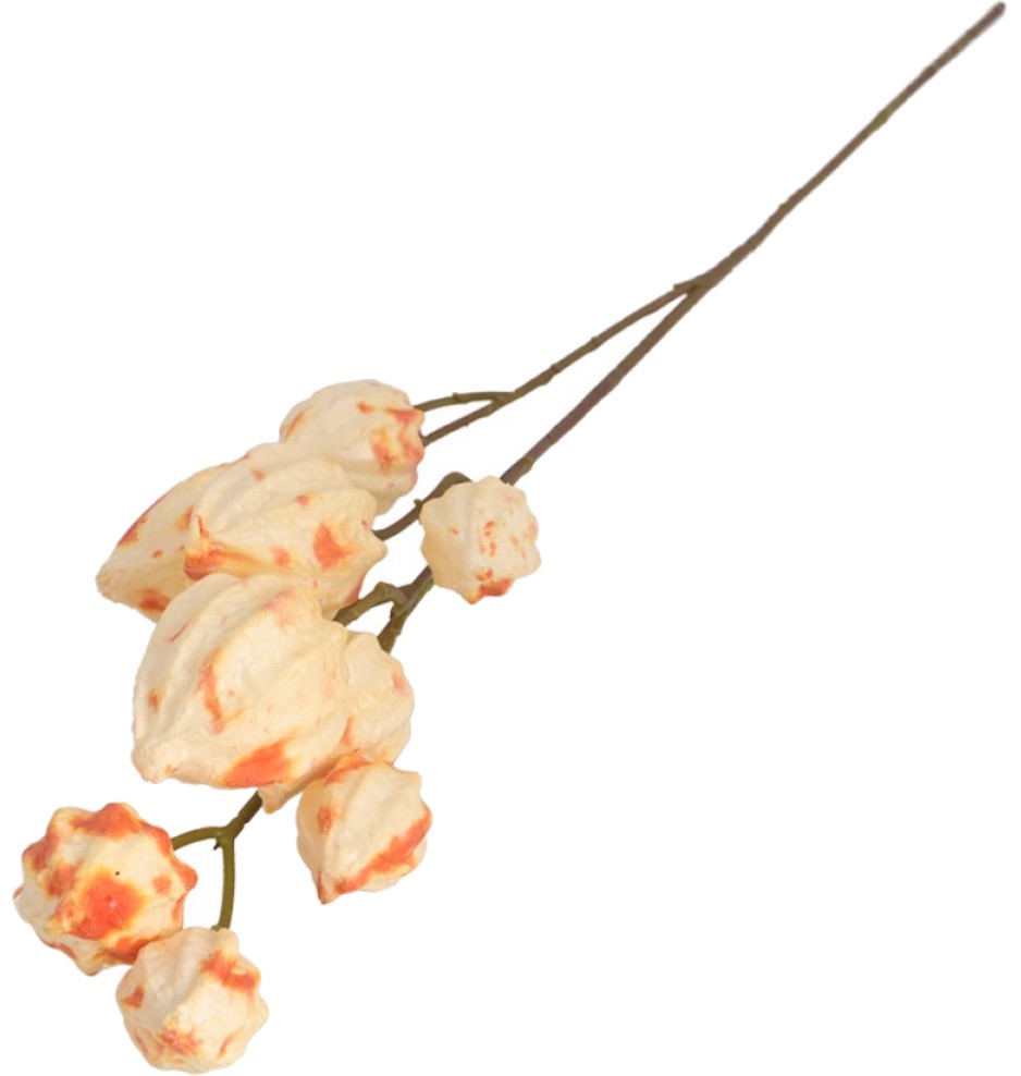   Physalis -  - 80 cm - 