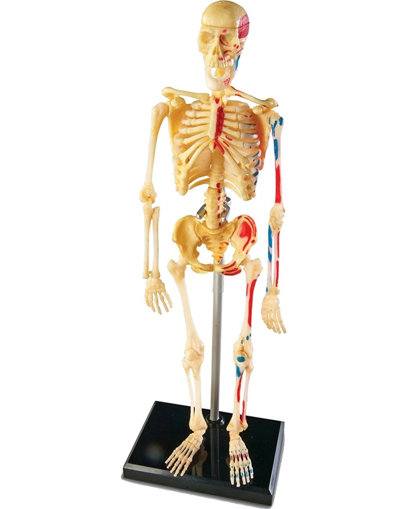   Learning Resources - 23 cm - 