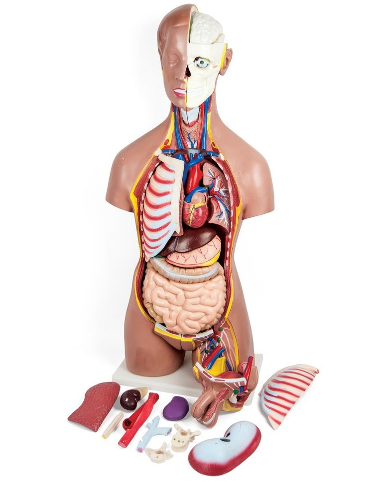      Gelsonlab - 85 cm,  44   - 