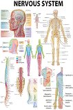Nervous System - 