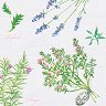    Daisy - 