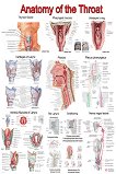 Anatomy of the Throat - 