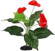 ���������� �������� �� �������� REPTI PLANET Anthurium - 