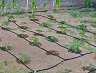 ������ ������ �� ������� ��������� ∅ 17 mm Primaterra Greenhouse - 24 m � �������������� �� ��������� - 