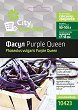������ �� ����� - Purple Queen