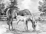    Royal & Langnickel - 