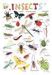 ������ ������ ����� �� ��������� ����: Insects - 