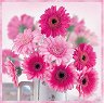    Ambiente Pink gerberas