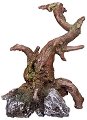    Nobby Wood - 