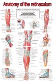 Anatomy of the retinaculum - 