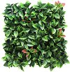     My Garden Photinia CCGA008 - 50 x 50 cm - 