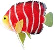    Nobby Angelfish - 