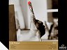     Royal Talens - 