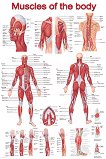 Muscles of the body - 