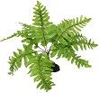 ���������� �������� �� �������� REPTI PLANET Nephrolepis - 