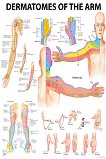 Dermatomes of the Arm - 