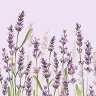    Ambiente - 
