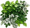 ����������� ����� �� ����� My Garden Wandering Jew Mix CCGA338