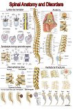Spinal Anatomy and Disorders - 