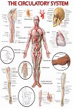 The Circulatory System - 