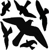        Bradas - 10  x 6   - 
