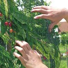 Защитна мрежа срещу птици Nortene -