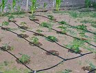 Лентов маркуч за капково напояване ∅ 17 mm Primaterra Greenhouse - 24 m с принадлежности за свързване -