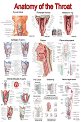 Anatomy of the Throat - 