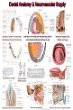Dental Anatomy & Neurovascular Supply - 