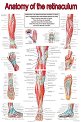 Anatomy of the retinaculum - 