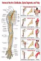 Nerves of the Arm: Distribution, Spinal Segment, and Palsy - 