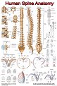Human Spine Anatomy - 