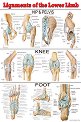 Ligaments of the Lower Limb - 