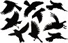       Bradas - 10  x 9   - 