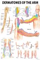Dermatomes of the Arm - 