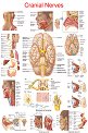 Cranial Nerves - 