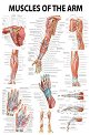 Muscles of the Arm - 