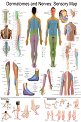 Dermatomes and Nerves: Sensory Map - 