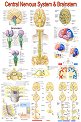 Central Nervous System & Brainstem - 