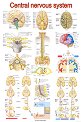 Central Nervous System Anatomy - 