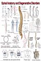 Spinal Anatomy and Degenerative Disorders - 