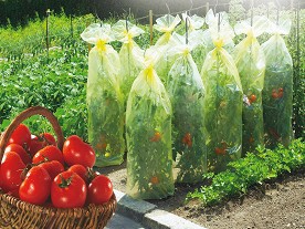    - Tomato Tube - 